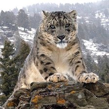 Схема вышивки «барс»