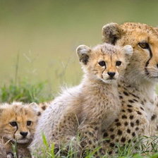 Схема вышивки «Семейство хищников»