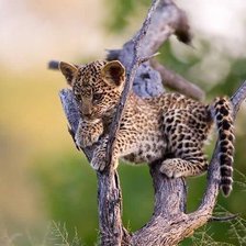 Схема вышивки «мир животных»