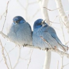 Схема вышивки «птички»