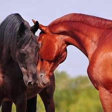 Схема вышивки «Любовь такая разная»