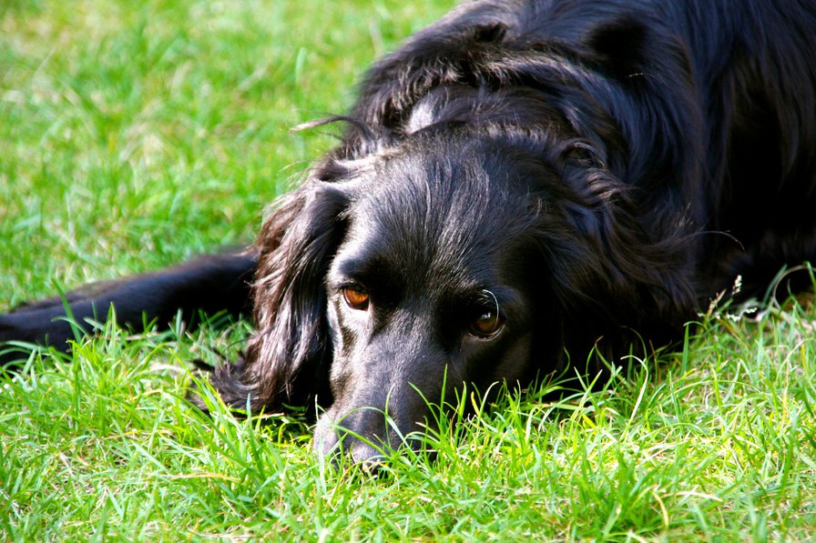 Преданное сердце. - собака, , трава, лето, верность, преданность - оригинал