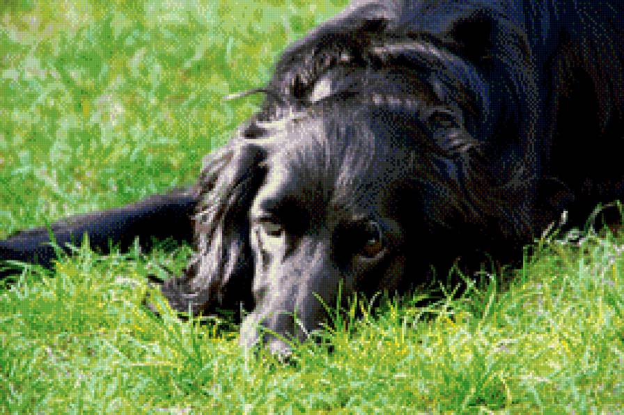 Преданное сердце. - лето, верность, собака, преданность, , трава - предпросмотр