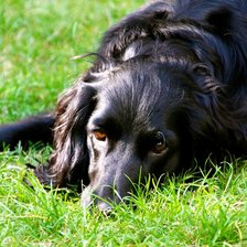 Схема вышивки «Преданное сердце.»