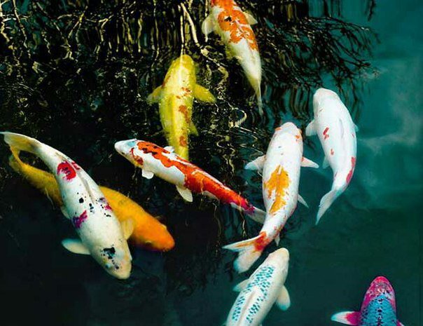 карпы кои - 9 карпов, карпы, карпы кои - оригинал