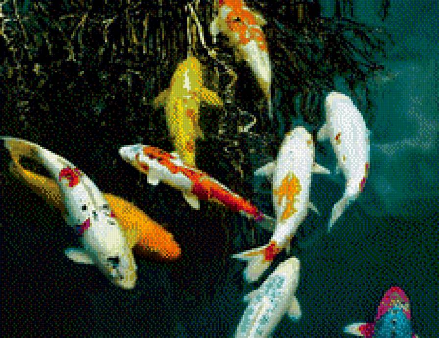 карпы кои - 9 карпов, карпы, карпы кои - предпросмотр