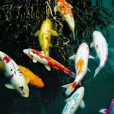 Схема вышивки «карпы кои»