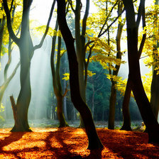 Схема вышивки «стволы деревьев»