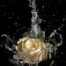 Схема вышивки «роза»