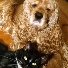 Схема вышивки «Мои питомцы»