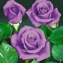 Схема вышивки «Сиреневые розы»