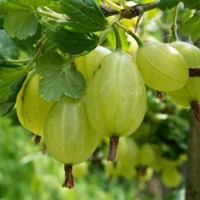 Схема вышивки «крыжовник»