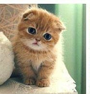 Схема вышивки «Котенок»