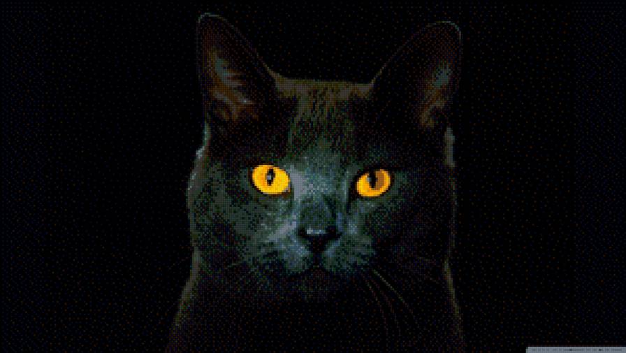 кошачий взгляд - кошка, животные - предпросмотр