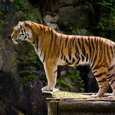 Схема вышивки «Величественный тигр»