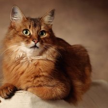 Схема вышивки «Рыжий кот»