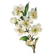 Схема вышивки «ветка яблони»