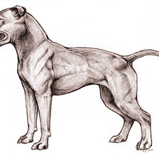 Схема вышивки «питбультерьер»