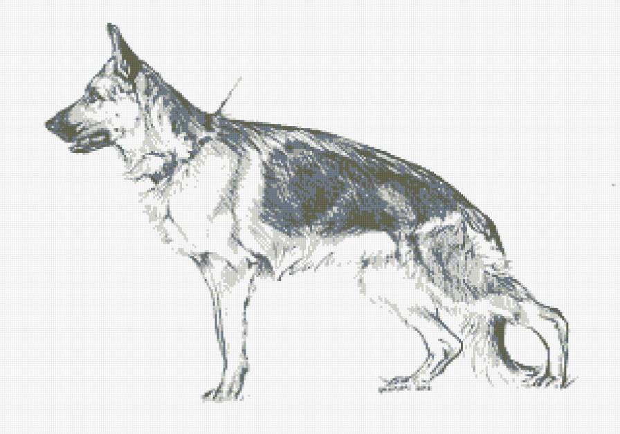 немецкая овчарка - собака, немецкая овчарка, овчарка, животные - предпросмотр