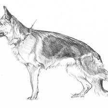 немецкая овчарка