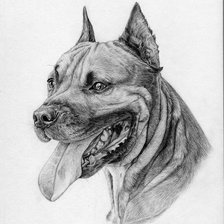 Схема вышивки «американский стаффордширский терьер»