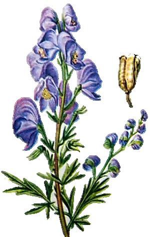 аконит - аконит - оригинал