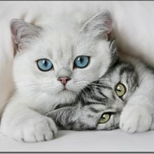 Схема вышивки «котята»