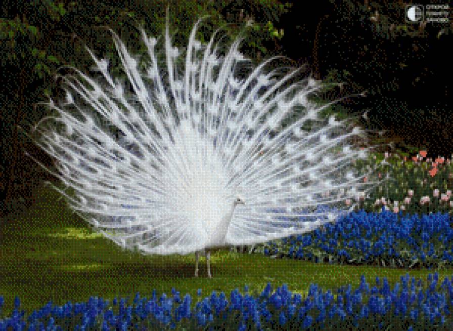 Белый павлин - птица - предпросмотр