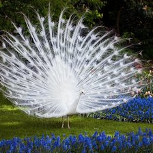 Схема вышивки «Белый павлин»