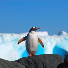 Схема вышивки «Пингвин»