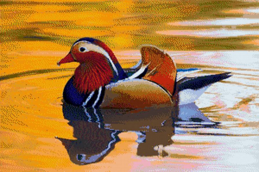 Мандаринка-утка - мандаринка, река, утка - предпросмотр