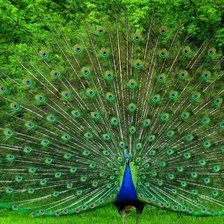 Схема вышивки «Павлин»