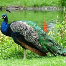 Схема вышивки «Павлин»