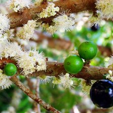 Схема вышивки «Цветущее дерево»