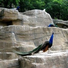 Схема вышивки «павлин»