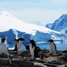 Схема вышивки «Пингвины»
