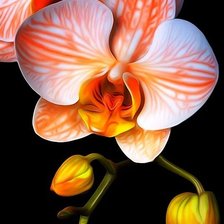 Схема вышивки «Орхидея»