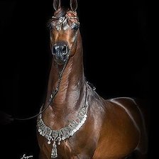 Схема вышивки «kon»