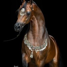 Схема вышивки «loshad»