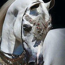 Схема вышивки «loshad»