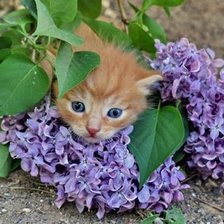 Схема вышивки «Котенок»