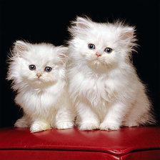 Схема вышивки «Сладкая парочка»