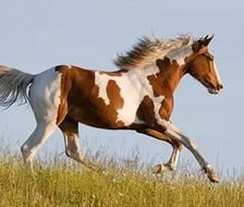 Схема вышивки «Конь»