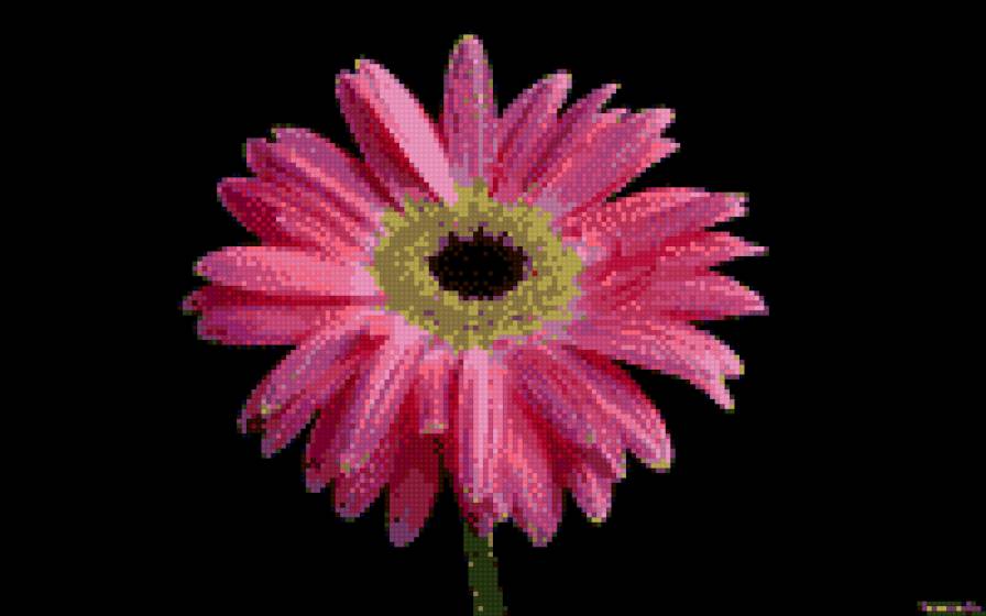 цветок - гербера - предпросмотр