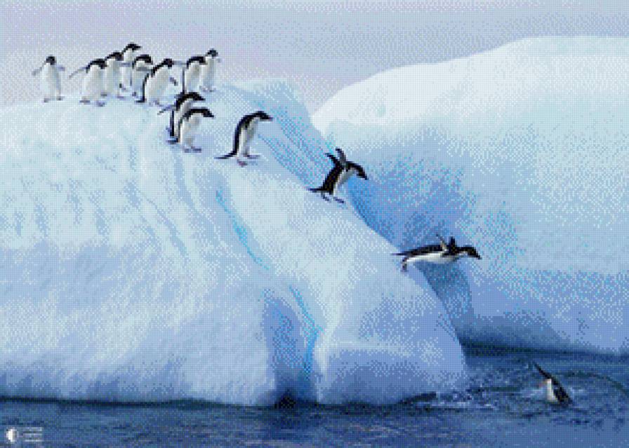 Пингвины - снег, море, айсберг - предпросмотр