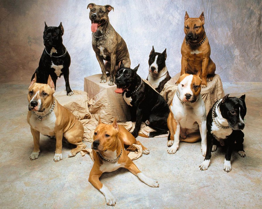 американский питбультерьер - собака, питбуль, питбультерьер - оригинал