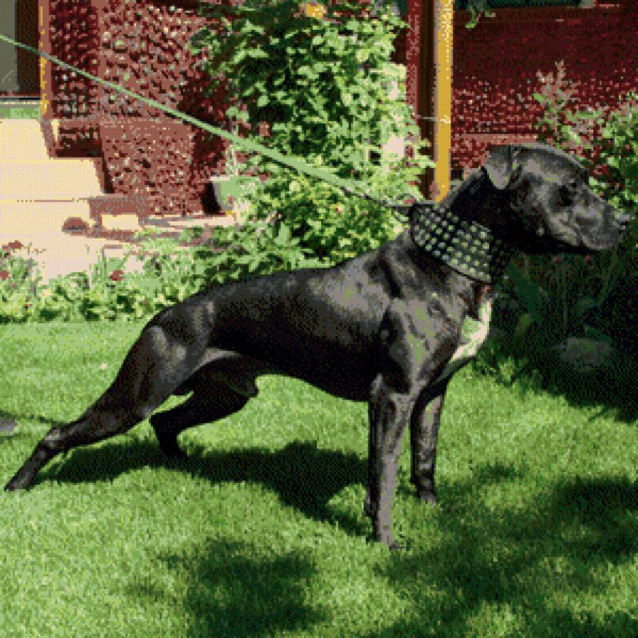 американский питбультерьер - питбультерьер, собака, питбуль - предпросмотр