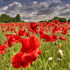 Схема вышивки «Поле маков автор Воробьёва Н.В.»