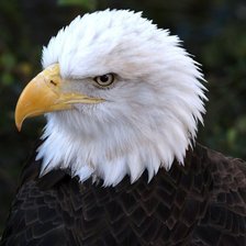 Орел автор Воробьёва Н.В