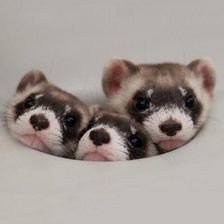 Схема вышивки «Вот»